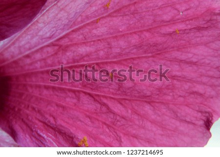 Close up photo image of pink hibiscus or chinese rose petal isolated, flowery pattern as background, abstract leaf texture,overlay for art work