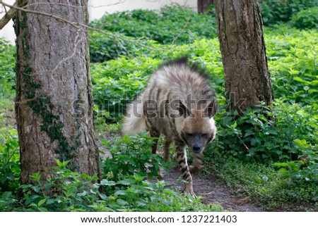 Striped hyena (Hyaena hyaena) 