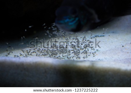 Green terror fish in aquarium (Andinoacara rivulatus) Spawning Green terror fish in aquarium (Andinoacara rivulatus) beautiul, nature, family, Egs, 
Responsible mother and father and caregivers , 