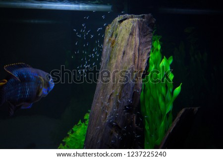 Green terror fish in aquarium (Andinoacara rivulatus) Spawning Green terror fish in aquarium (Andinoacara rivulatus) beautiul, nature, family, Egs, 
Responsible mother and father and caregivers , 