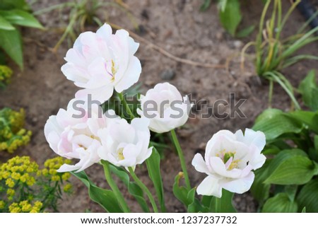 Field and garden flowers. Spring or summer wildflowers closeup. Rural field. Environment. Landscape panorama with flowering flowers.