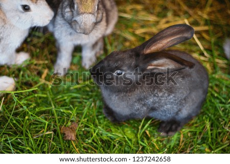 dark gray rabbit sitting in a cage on the farm