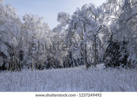 Beautiful trees in the snow