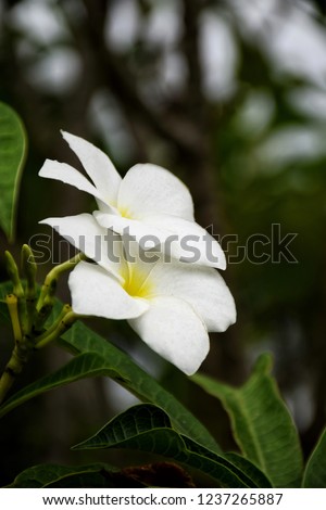 white and yellow​ of Plumeria spp. (frangipani flowers, Frangipani, Pagoda tree or Temple tree) blurry​ background​in​ the​ garden​ thailand.
