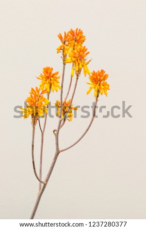 Orange aloe flower isolated against a white background image with copy space in portrait format