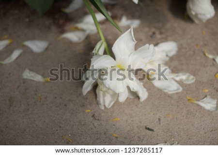 Beautiful flower picture with background