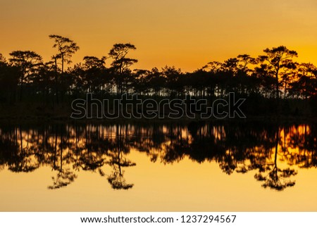 Reflection photo of lake in sunset time. The lake look like a mirror. Silhouette  Pinus kesiya on background. Warm tone orange color with good quality of sun light.