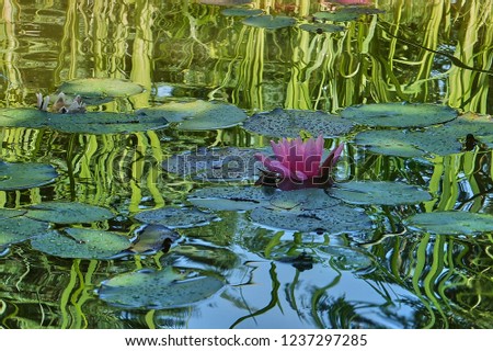 Pond with water lily Marliacea Rose or lotus flower with delicate pink petals against the background of green water and leaves. Nature concept for design