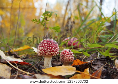 Amanita (fly-agaric) in the woods. Poisonous mushroom. Macro. Red mushroom and grass with autumn leaves. Close-up.