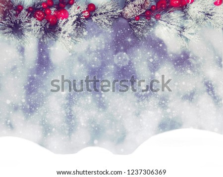 winter christmas background with snow fir branches cones frozen berries
