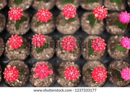 a cute cactus picture
