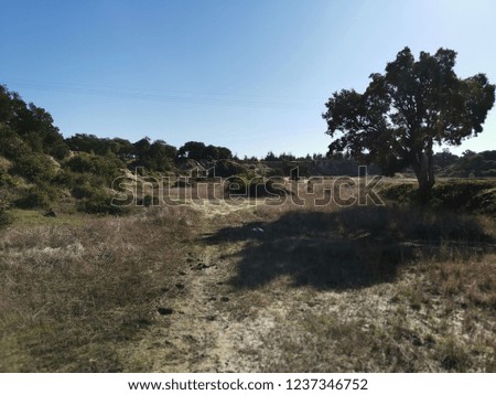 A Landscape with a tree and a lot of plants and with hills and trees on the background , Portugal