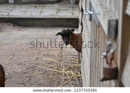 curious goat picture made in mid daylight during autumn season.