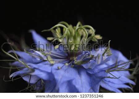a picture of a nigella in a somewhat special shape