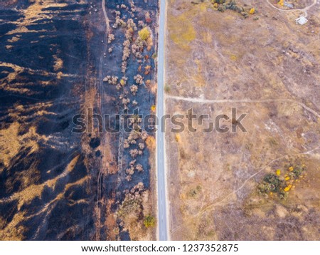 Field after forest fire