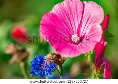 Floral background with shallow depth of field