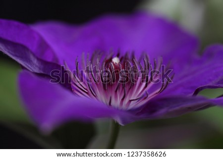Beautiful and Elegant Clematis picture