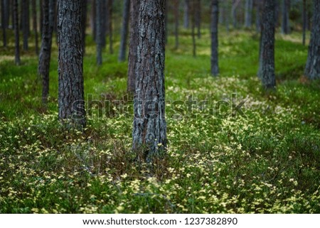 dark foliage on the forest floor in autumn. pine tree forest with moss on the trees