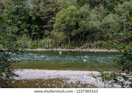 green water river behind the trees in summer. Dunajec, Slovakia