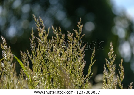 summer plants and bents on blur background in evening sun. Textured pattern of foliage