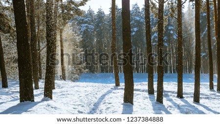 Amazing frosty winter landscape in snowy forest. Artistic picture. Beauty world.