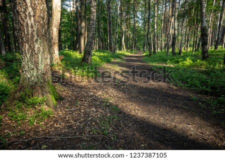 simple countryside forest road in perspective with foliage and trees around