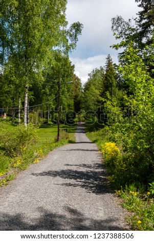 simple countryside forest road in perspective with foliage and trees around