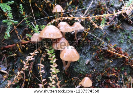 Closeup picture of mushrooms.