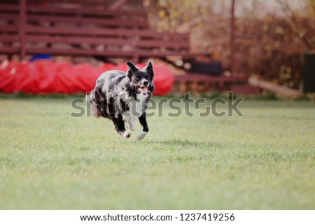 Border collie dog