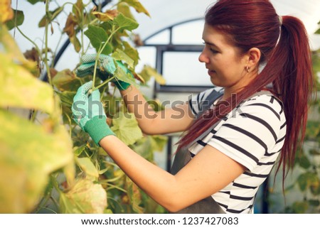 Photo of young brunette agronomist in greenhouse with cucumbers