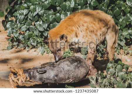 Hyena eating prey as delicious, deep in the woods , soft focus , blurred.