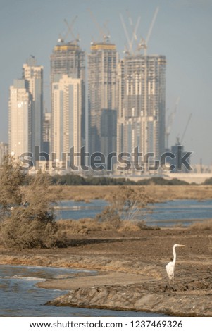 Wild Birds in Ras Al Khor Wildlife Sanctuary, Ramsar Site, Mangrove hide 1, Dubai, United Arab Emirates