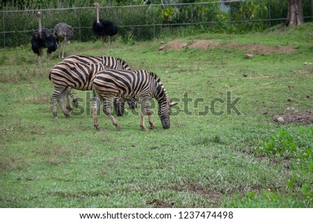 Image of Image of three zebras and three ostriches at Zoo Negara, Kuala Lumpur Malaysia 