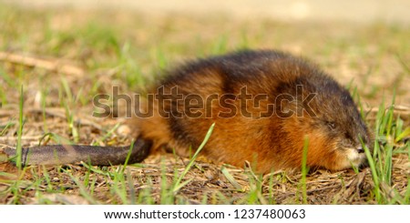 Single Muskrat rodent on a grassy Biebrza river wetlans during the early spring mating period Royalty-Free Stock Photo #1237480063