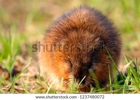 Single Muskrat rodent on a grassy Biebrza river wetlans during the early spring mating period Royalty-Free Stock Photo #1237480072