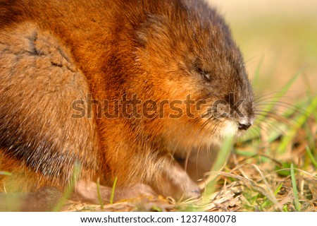 Single Muskrat rodent on a grassy Biebrza river wetlans during the early spring mating period Royalty-Free Stock Photo #1237480078