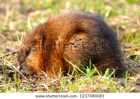 Single Muskrat rodent on a grassy Biebrza river wetlans during the early spring mating period Royalty-Free Stock Photo #1237480081