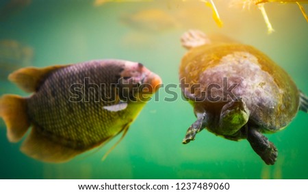 Turtle and blurred fish stay diving and swimming under water