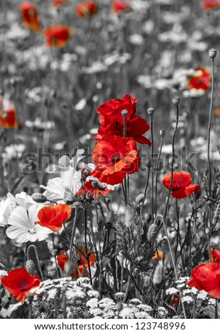 meadow with poppies -  monochrome picture