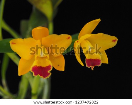 cattleya orchid blooming in the garden