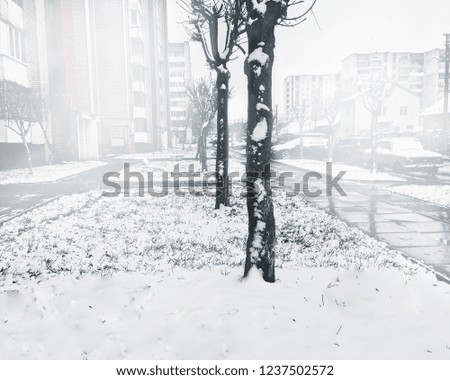 Winter Landscape background. Snow on the trees. Fog and cold. Christmas time copy space.