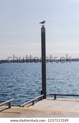 Seagull in sitting on a pillar on a pier facing Ontario lake. Toronto, Canada. No people.