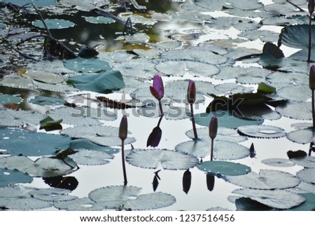 Water Lily shows us how to float even when the surrounding environment tries us to be drowned. 