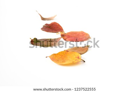 leaf mix with vibrant colors, yellow, green, red, with many shades, on a white background. Symbolic image suitable for advertising and concept communication or mixed concepts