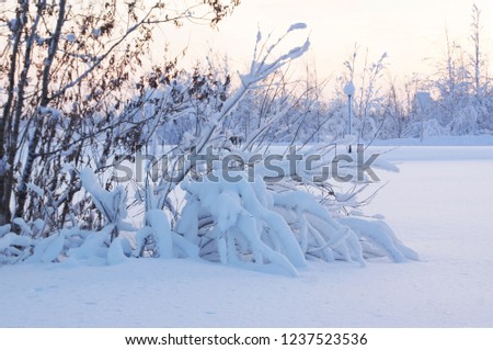 Covered with snow bush. The branches sank deep into the snowdrift. The urban landscape during winter with heavy snow fall. Dawn lighting. A picture of nature after a snowfall.

