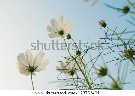 Aster in the blue sky