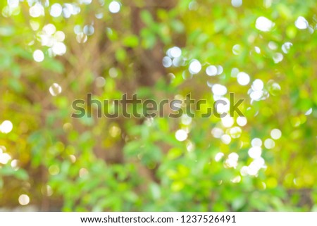 Trees and leaves in blur