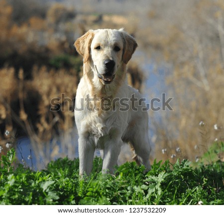 Labrador in countryside