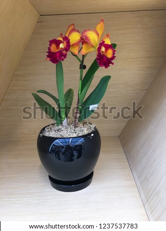 Yellow and red Orchid in Flower black Pot Isolated-wooden background


