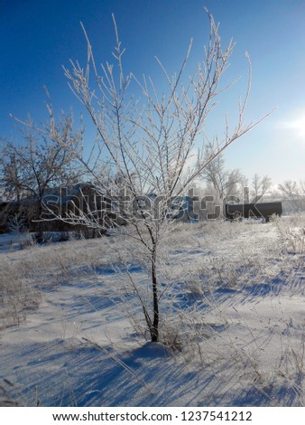 A winter clear day, a rural landscape with a rustic garden covered with snow. frozen branches of trees. in the background are seen small houses. 